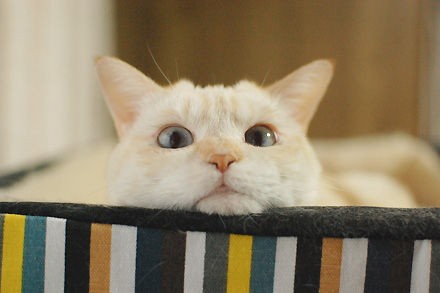 猫にフラッシュ撮影 で失明の危険性 注意喚起のツイートが話題 ゲームかなー