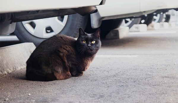 猫がクルマのエンジンルームに侵入 気付かずエンジン始動 悲しい事故を減らす 猫バンバン は夏も必要 ゲームかなー