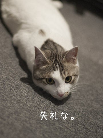 芋虫みたいな猫 まろんとこたろう