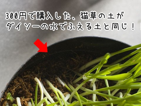 猫草の育て方 栽培方法 まろんとこたろう