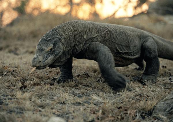 画像 世界で最も危険な生物top10 なんjワールド