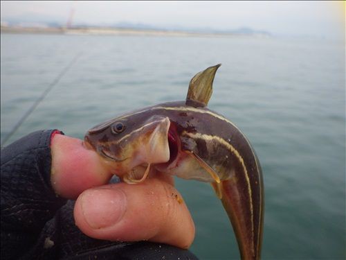 彡 なんかひげの生えたナマズみたいな魚が釣れたで なんjワールド