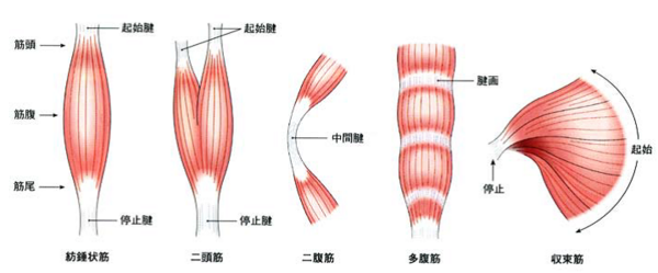 身体のabc第9弾 骨格筋の形状 Pilates Trainers Circle Official Blog 身体のabc第9弾 骨格筋の形状 Pilates Trainers Circle Official Blog