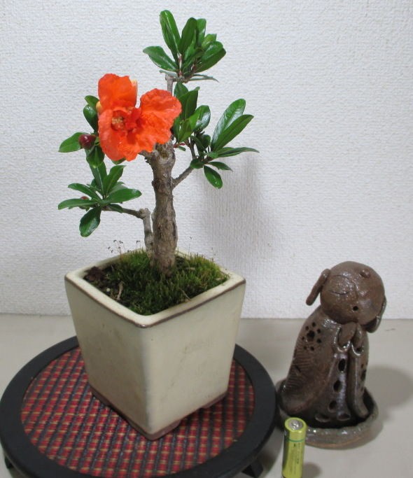 柘榴（ザクロ）」が咲きました : 「じぃじ」のミニ盆栽日記