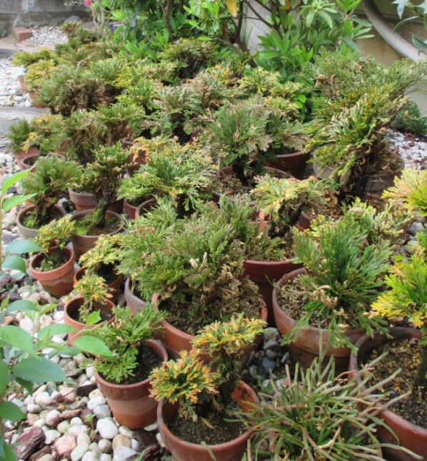 イワヒバ盆栽（鉢持ち込み35年） イワヒバ盆栽（鉢持ち込み35年）