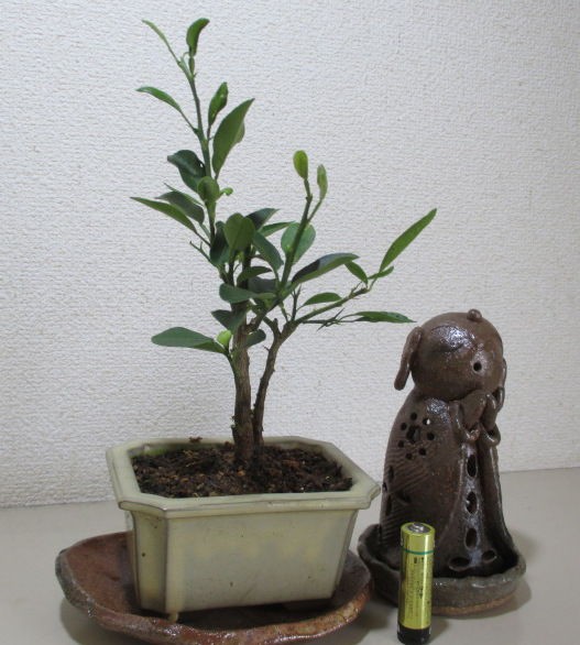 ゆず盆栽 柚子 樹高約42cm くすぐら