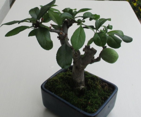実が生っています じぃじ のミニ盆栽日記
