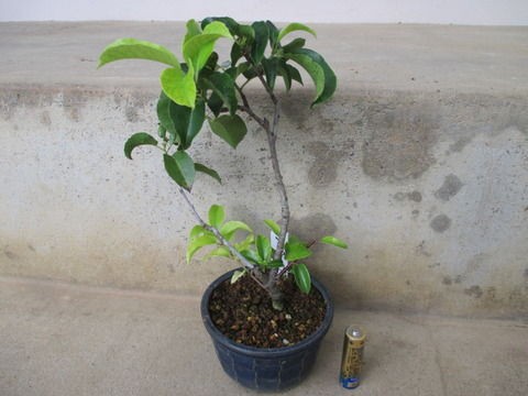 冬青 ソヨゴ を整枝 じぃじ のミニ盆栽日記