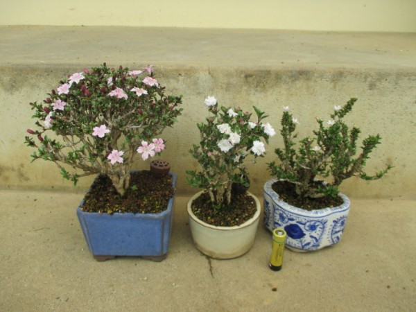 香丁木 コウチョウギ と 白丁花 ハクチョウゲ の花 じぃじ のミニ盆栽日記