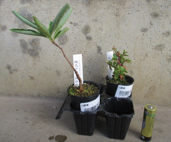 また超ミニ素材 利休梅 リキュウバイ と 紅紫檀 ベニシタン じぃじ のミニ盆栽日記