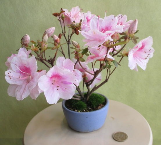 ツツジ : 「じぃじ」のミニ盆栽日記