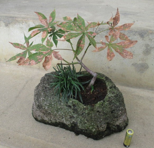 オオモミジ 葉焼けか 病気なのか じぃじ のミニ盆栽日記