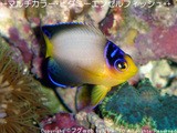 優雅な色彩に丈夫な体の「マルチカラー・ピグミーエンゼル