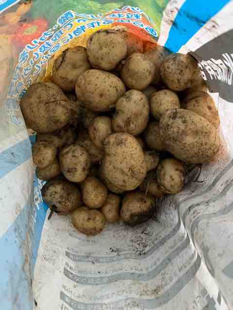 じゃがいも掘りとじゃがいも料理 居間の気温 Pukupukuのグルメ日記