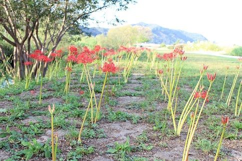 彼岸花 花は葉を見ず 葉は花を見ず お気らっきーでいこう