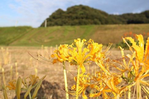 彼岸花 花は葉を見ず 葉は花を見ず お気らっきーでいこう