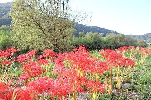 彼岸花 花は葉を見ず 葉は花を見ず お気らっきーでいこう