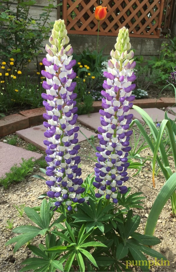 ルピナスの２番花 ガーデニングビギナーが始めるゆる い庭ライフ