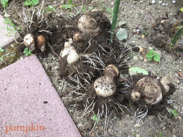 スイセンの移植と球根の植え付け ガーデニングビギナーが始めるゆる い庭ライフ スイセンの移植と球根の植え付け ガーデニングビギナーが始めるゆる い庭ライフ