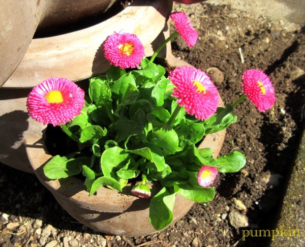 マルシェポットの寄せ植え ガーデニングビギナーが始めるゆる い庭ライフ