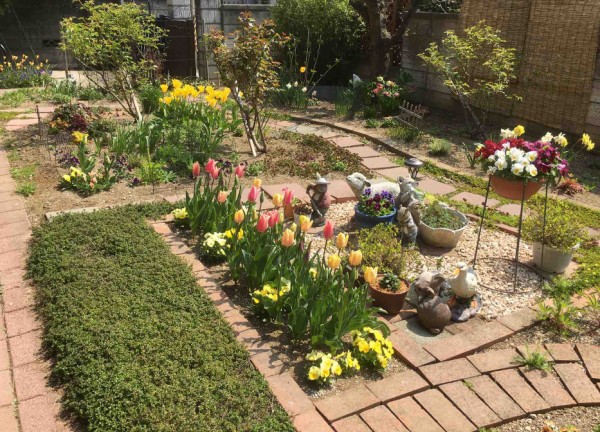 今年も咲いた チューリップの花が ガーデニングビギナーが始めるゆる い庭ライフ