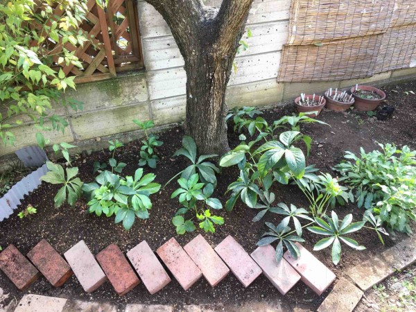 梅の木の下を改造 ガーデニングビギナーが始めるゆる い庭ライフ