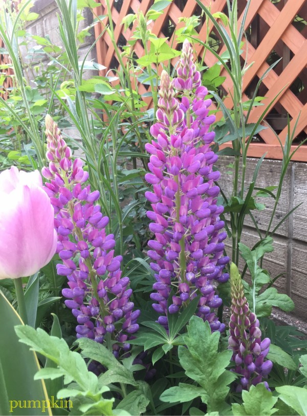 ルピナスの２番花 ガーデニングビギナーが始めるゆる い庭ライフ
