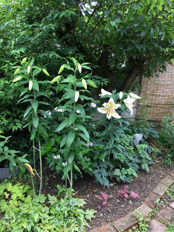 ヤマユリの甘い香り ガーデニングビギナーが始めるゆる い庭ライフ