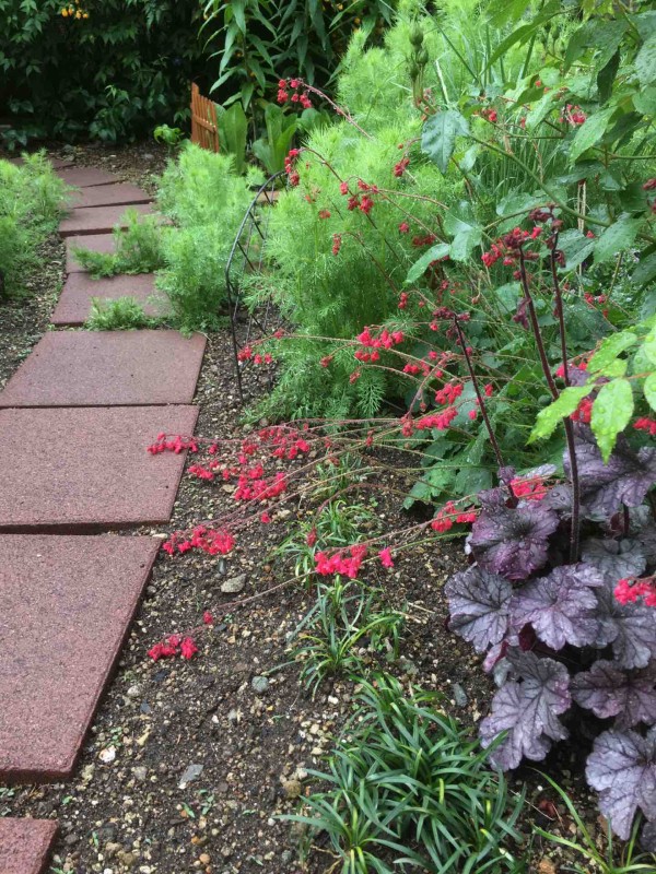 雨上がりの朝 ガーデニングビギナーが始めるゆる い庭ライフ