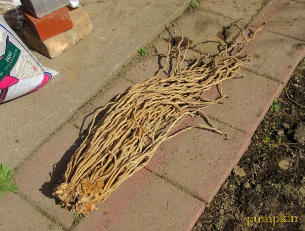 ウルトラアスパラガスの根株 ガーデニングビギナーが始めるゆる い庭ライフ