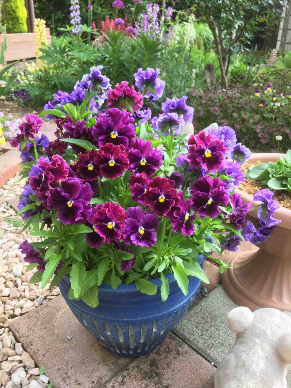 オルレアの花が咲いたよ ガーデニングビギナーが始めるゆる い庭ライフ