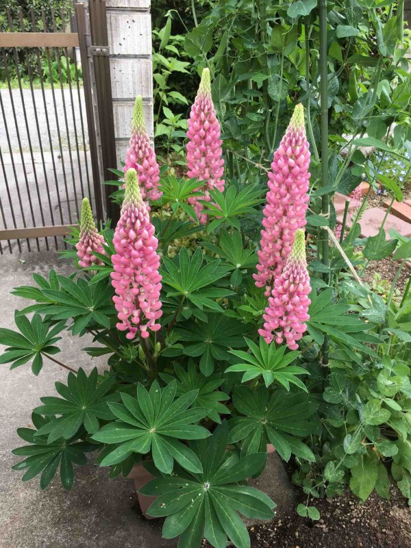 ルピナスよお前もか ガーデニングビギナーが始めるゆる い庭ライフ