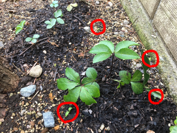 取り蒔きクリスマスローズに芽が出た ガーデニングビギナーが始めるゆる い庭ライフ