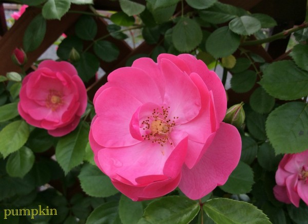 バラの取捨選択 ガーデニングビギナーが始めるゆる い庭ライフ