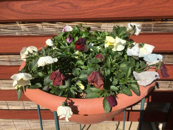 ショック パンジーが ガーデニングビギナーが始めるゆる い庭ライフ