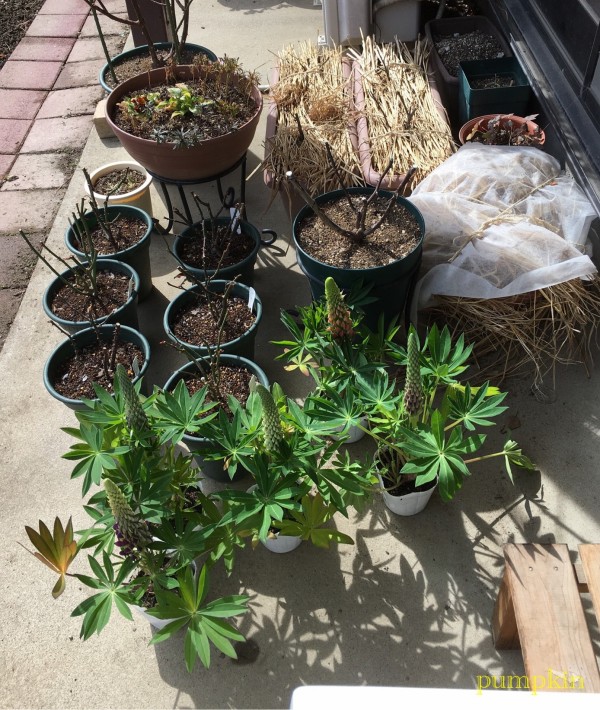 ルピナスの苗を買っちゃった ガーデニングビギナーが始めるゆる い庭ライフ