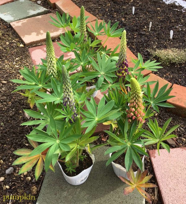 ルピナスの苗を買っちゃった ガーデニングビギナーが始めるゆる い庭ライフ