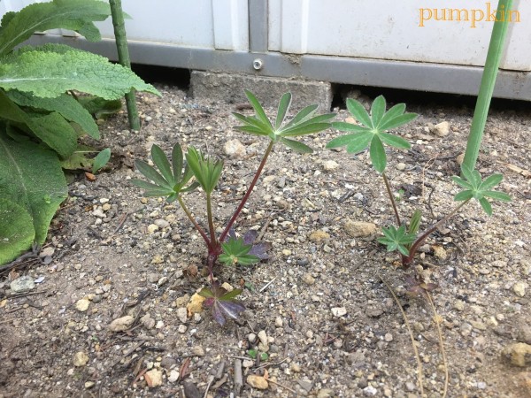 ルピナスの２番花 ガーデニングビギナーが始めるゆる い庭ライフ