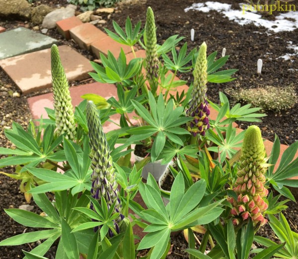 ルピナスの苗を買っちゃった ガーデニングビギナーが始めるゆる い庭ライフ