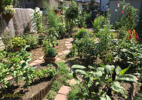 まぶしい夏の庭 ガーデニングビギナーが始めるゆる い庭ライフ