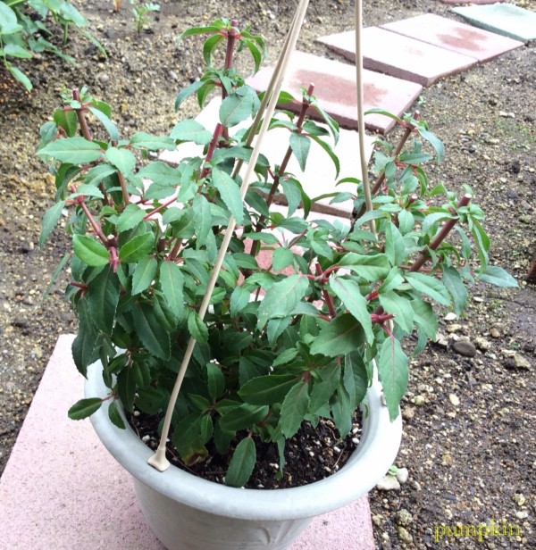 切り戻しの花が再び ガーデニングビギナーが始めるゆる い庭ライフ