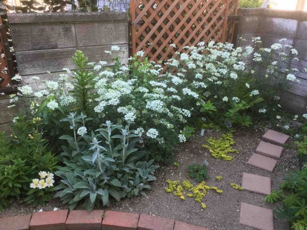 遅く植えたオルレア ガーデニングビギナーが始めるゆる い庭ライフ