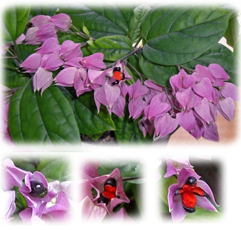 源平かずら の実 ベラの思いつくまま