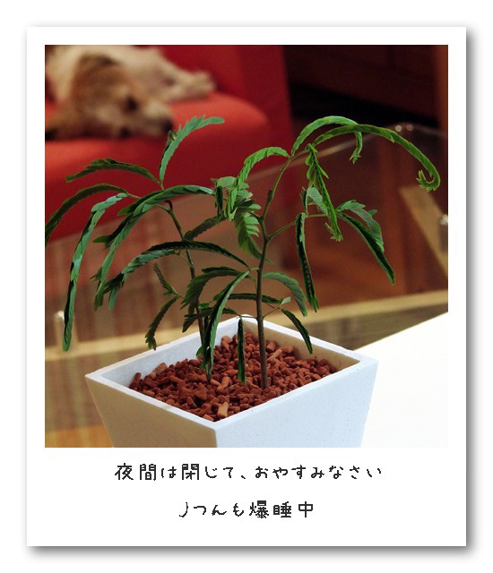 観葉植物 ぷログ Puri Blog