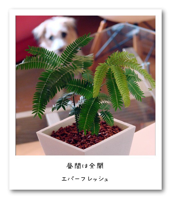 観葉植物 ぷログ Puri Blog