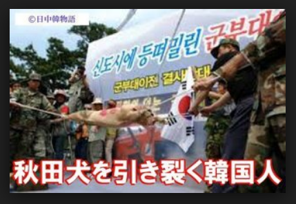 韓国人が反日である証拠 発見 韓国で 日本人です 道教えて下さい と聞いたらまさかの結果に 秋田犬を引き裂く韓国人 偉大な日本人 絶滅一直線