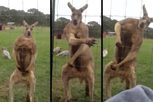 画像 マッチョすぎるカンガルー 金属バケツを素手でぺしゃんこにして自慢のマッスルを全力アピール ぷぅ速