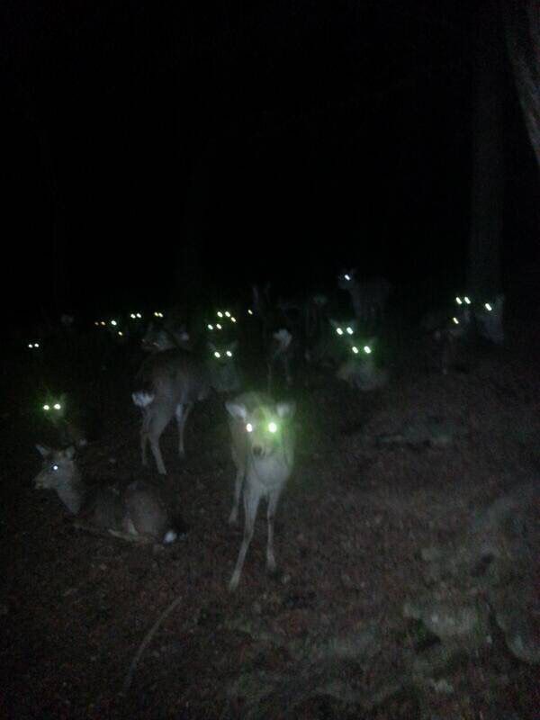 奈良の鹿が鹿煎餅屋を襲撃しない理由 ぷぅ速