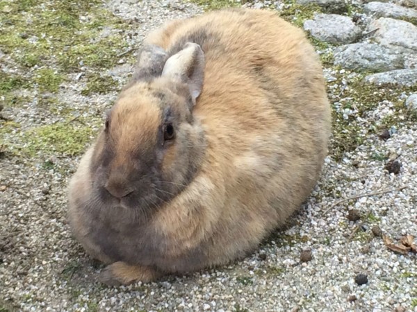 うさぎと毒ガスの島に行ってきたから写真うｐする ぷぅ速