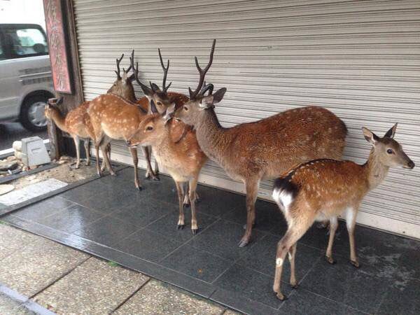 奈良の鹿が鹿煎餅屋を襲撃しない理由 ぷぅ速